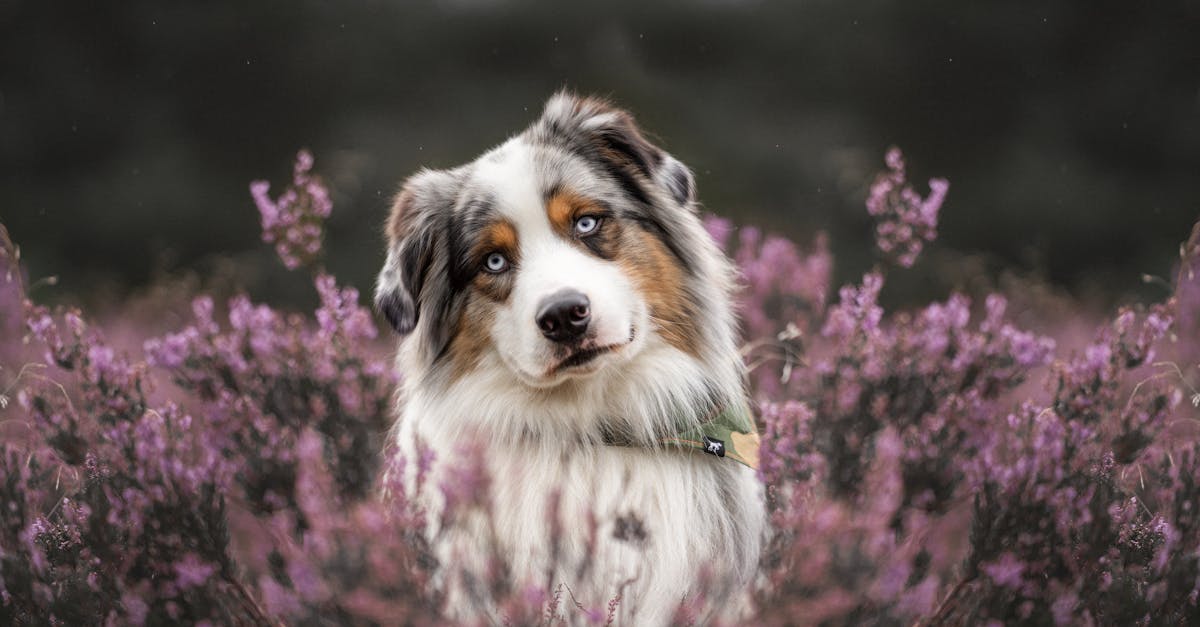 Wat voor hondenras was Hachi en waarom is de film zo populair?
