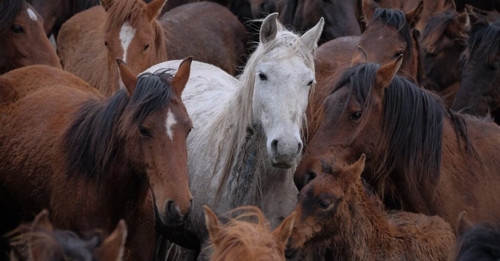 Wat zijn lipizaner paarden en waarom zijn ze zo bijzonder?