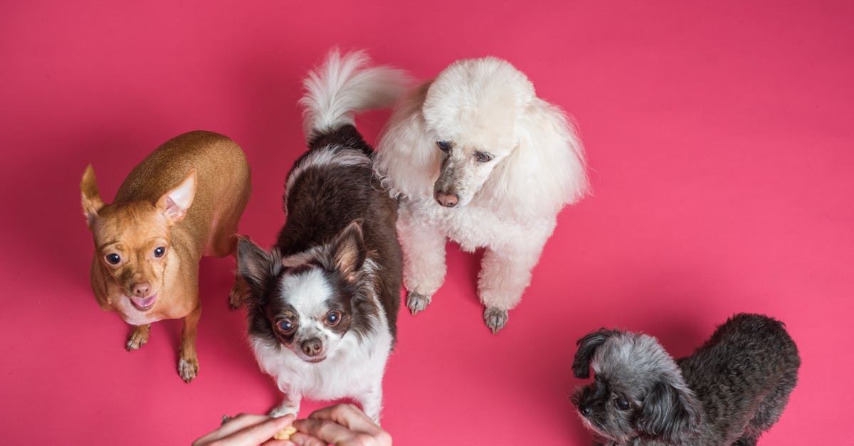 Welke dieren zijn het beste als huisdier voor jou?