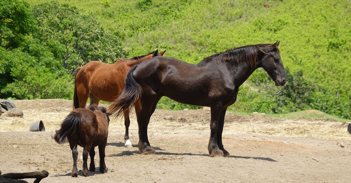Welke indianenstammen hielden fokprogramma's voor paarden?