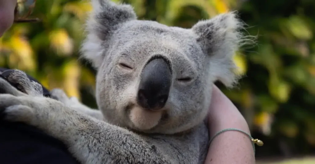 Welke unieke dieren vind je alleen in Australië?