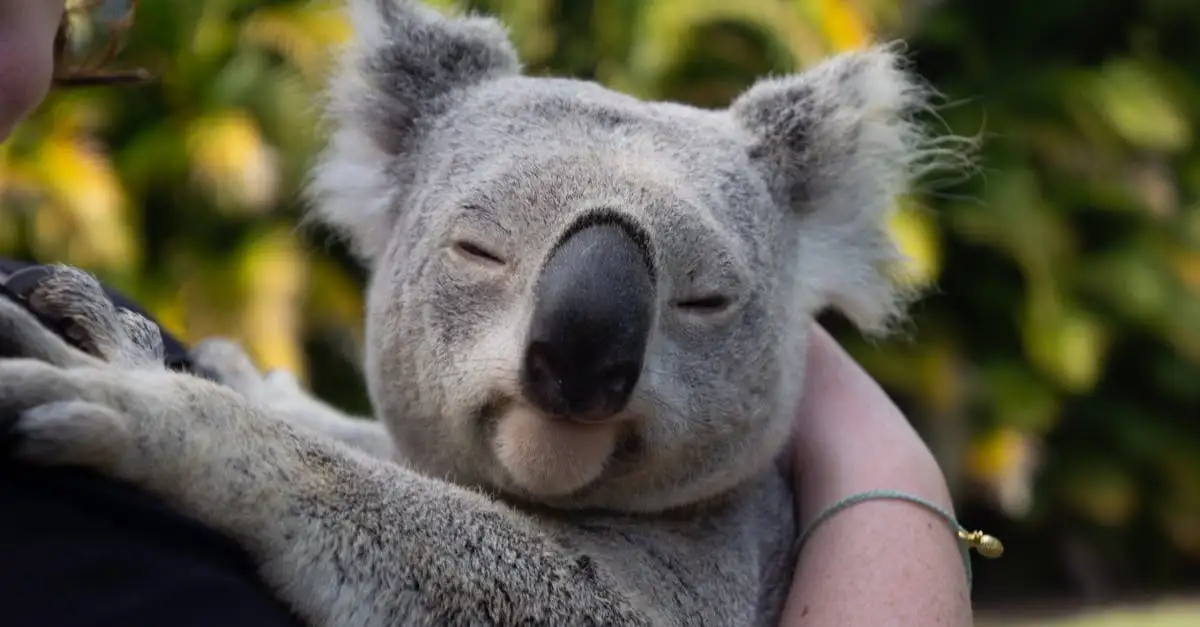 Welke unieke dieren vind je alleen in Australië?