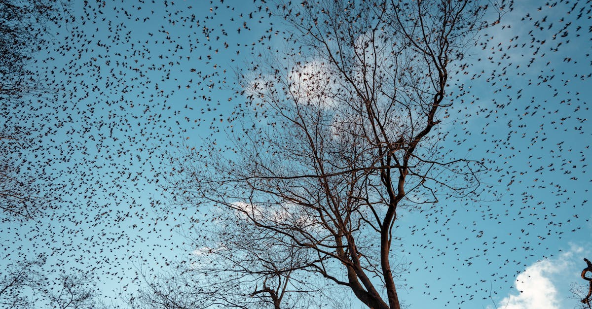 Welke veel voorkomende vogels zie je in Nederland?