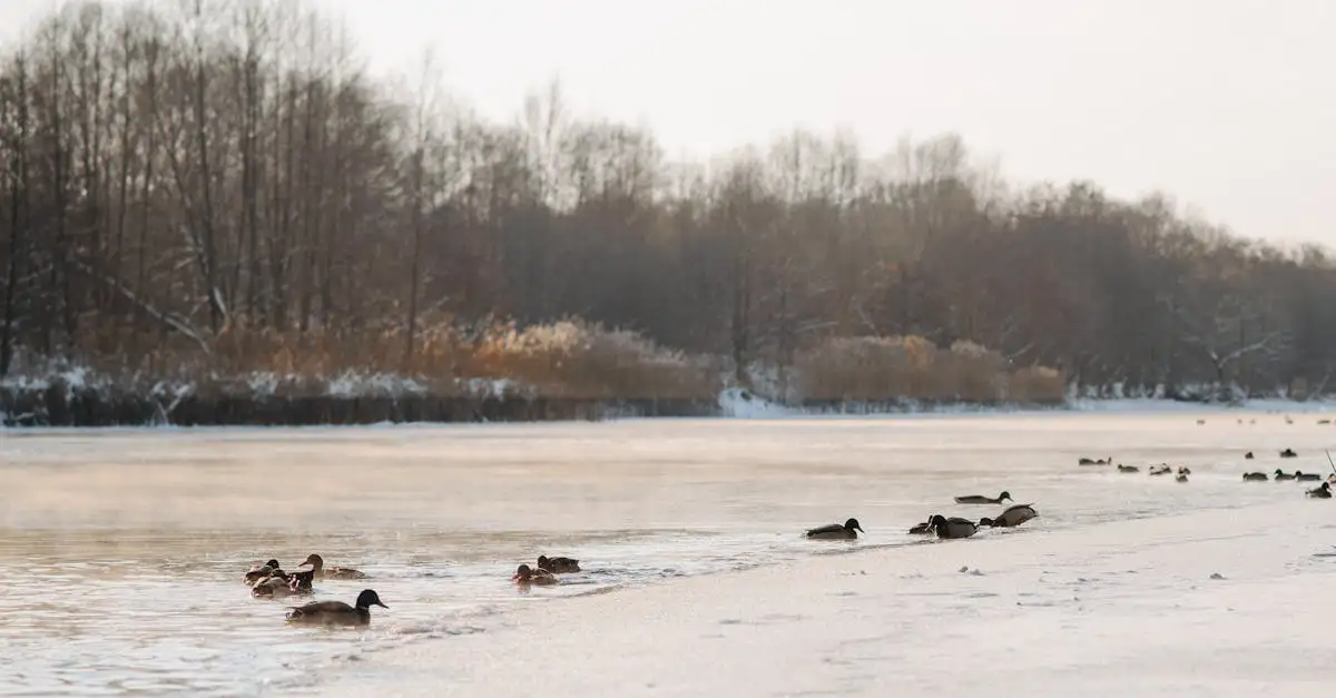 Hoe beïnvloeden seizoensveranderingen vogels?