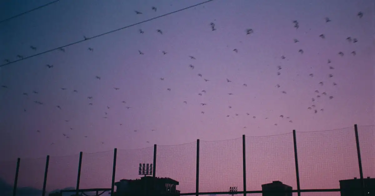 Hoe beïnvloeden seizoensveranderingen vogels?