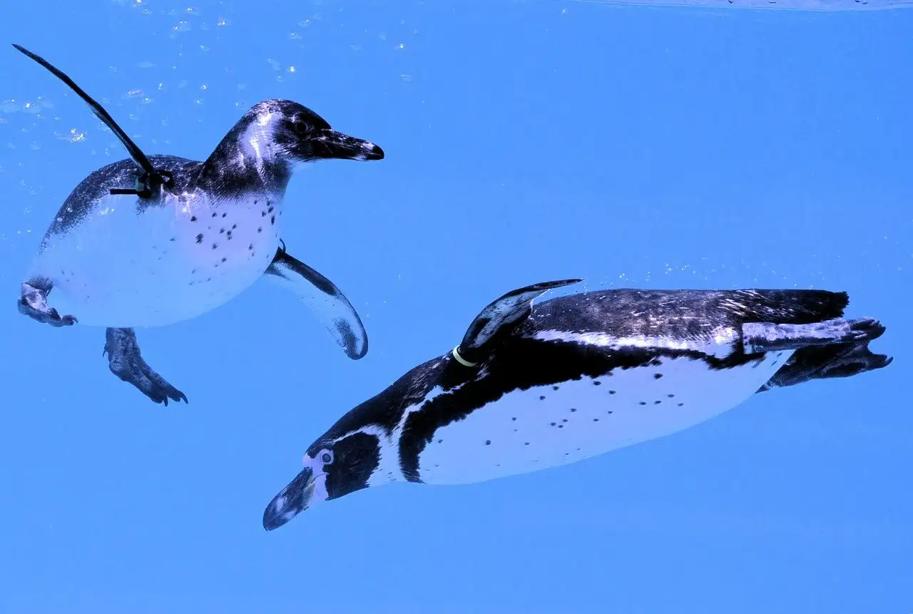 Hoe duiken pinguïns onder water voor hun voedsel?