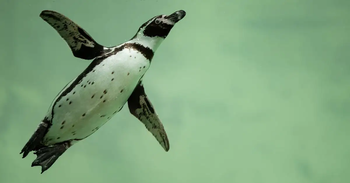 Hoe duiken pinguïns onder water voor hun voedsel?