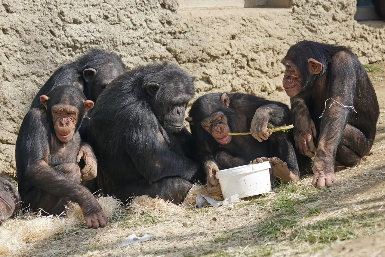 Hoe gebruiken chimpansees gereedschap voor voedsel?