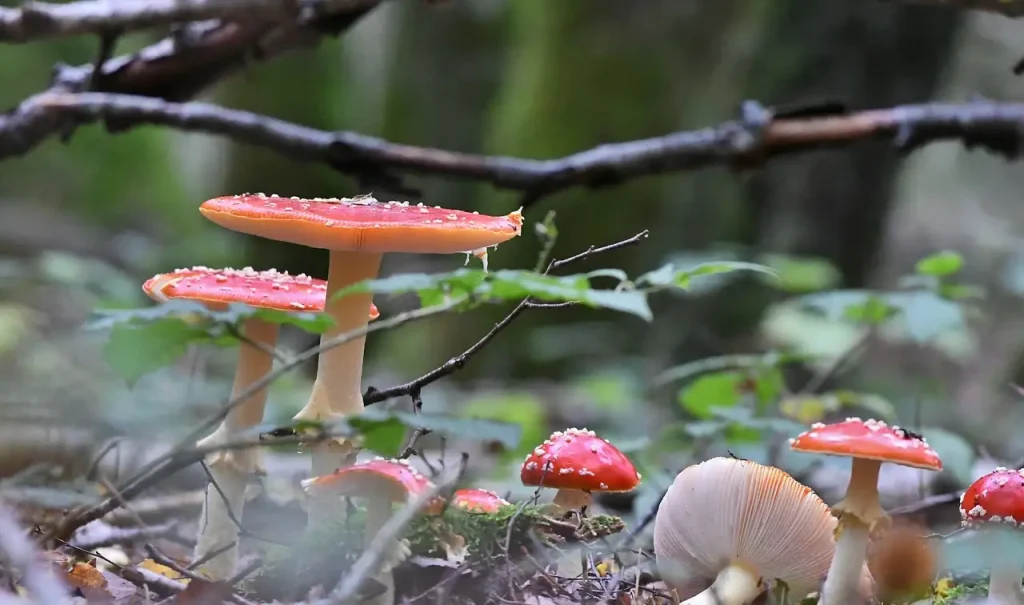 Hoe gebruiken pijlgifkikkers hun gif ter bescherming?
