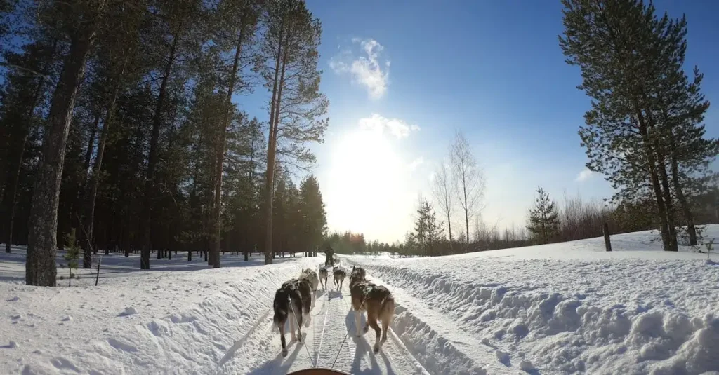 Hoe hebben Huskies zich aangepast aan koude klimaten?