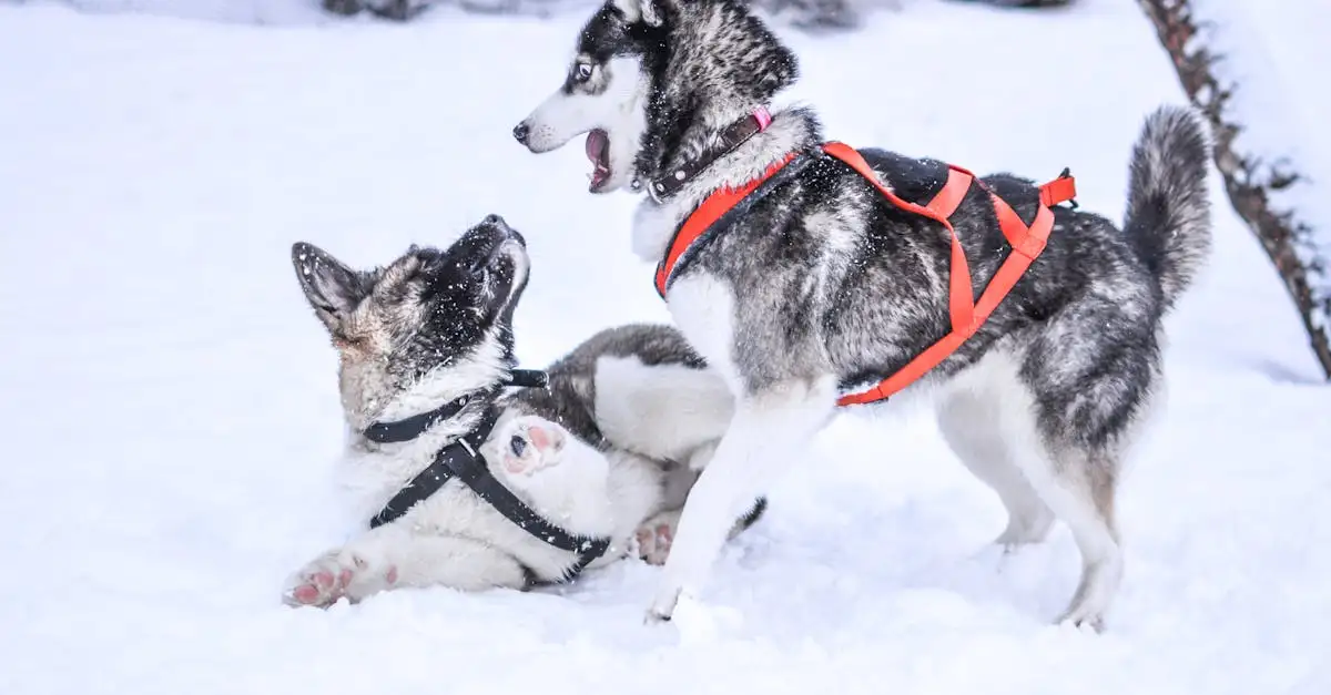 Hoe hebben Huskies zich aangepast aan koude klimaten?
