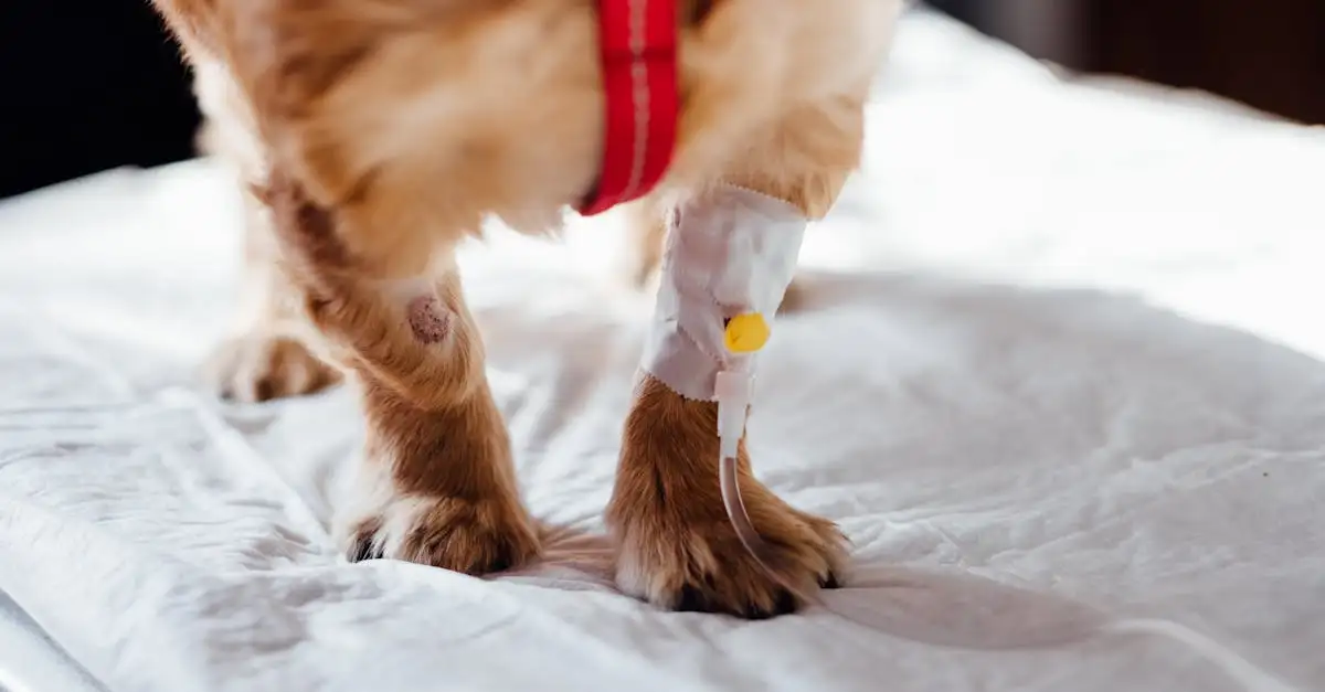 Hoe helpen honden bij het opsporen van ziektes zoals kanker?