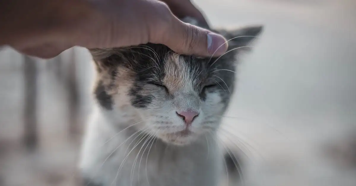 Hoe helpen katten bij ontspanning en mindfulness?