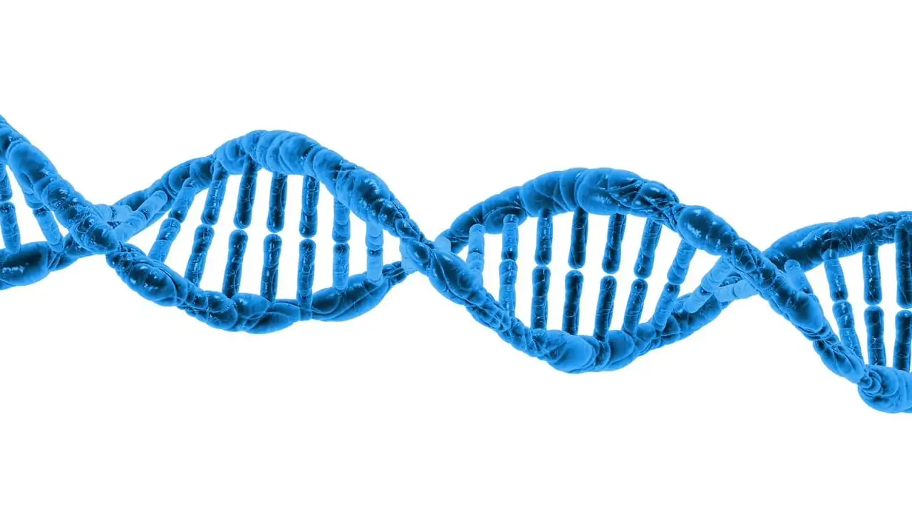 Hoe helpt DNA-analyse bij het achterhalen van hondenafkomst?