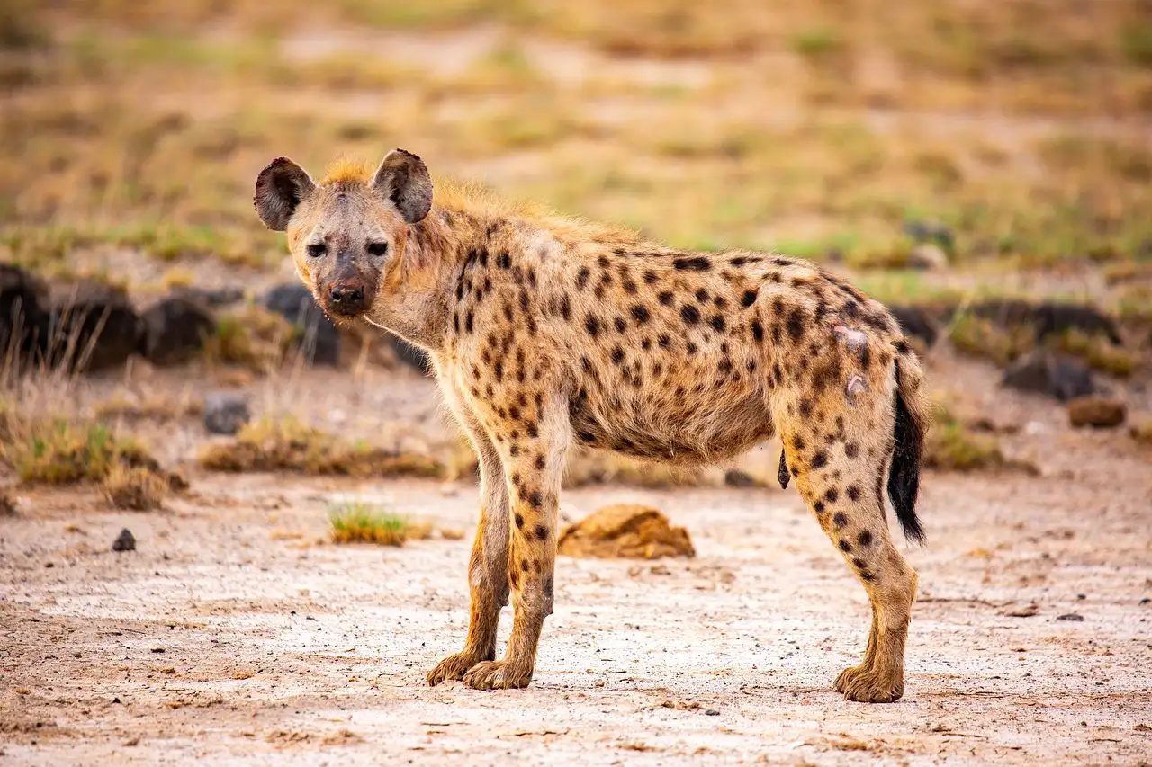 Hoe jagen hyena's samen in groepen?