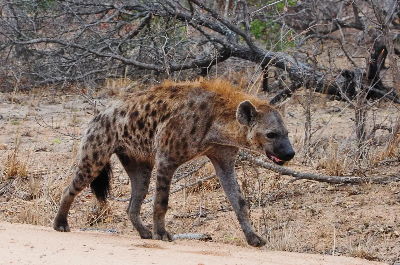 Hoe jagen hyena's samen in groepen?