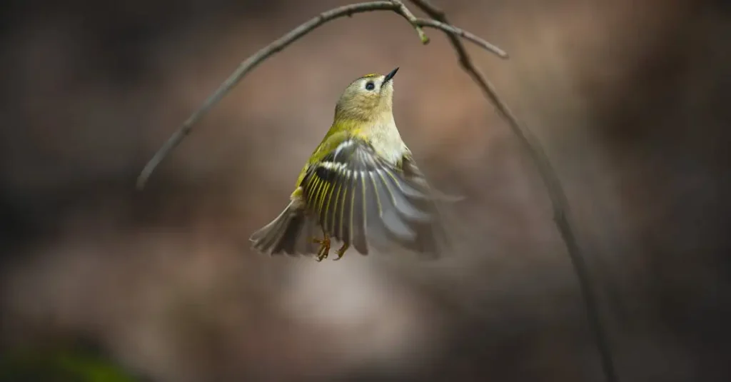 Hoe leren jonge vogels vliegen en wat is het proces?