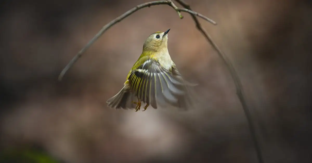 Hoe leren jonge vogels vliegen en wat is het proces?