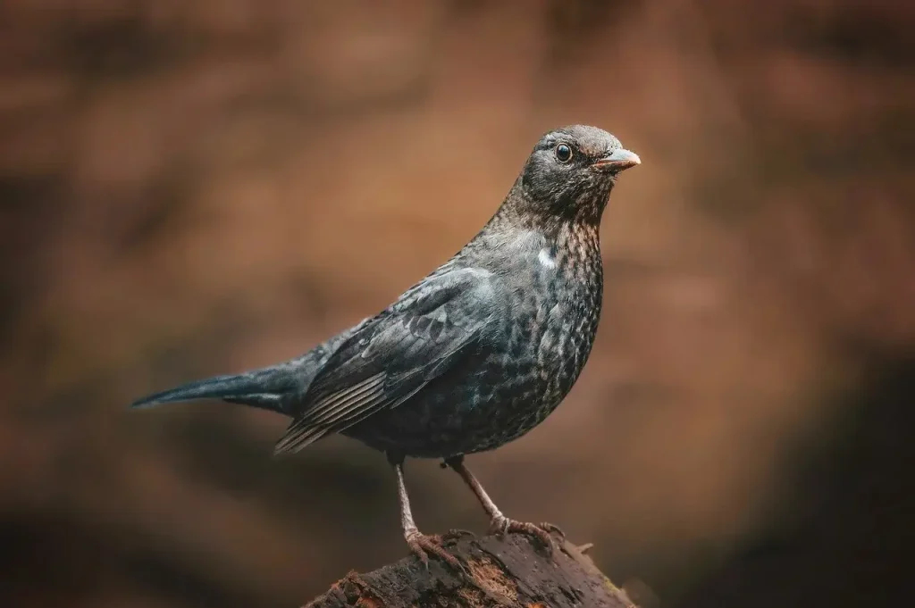 Hoe onderscheiden merels en lijsters zich van andere vogels?