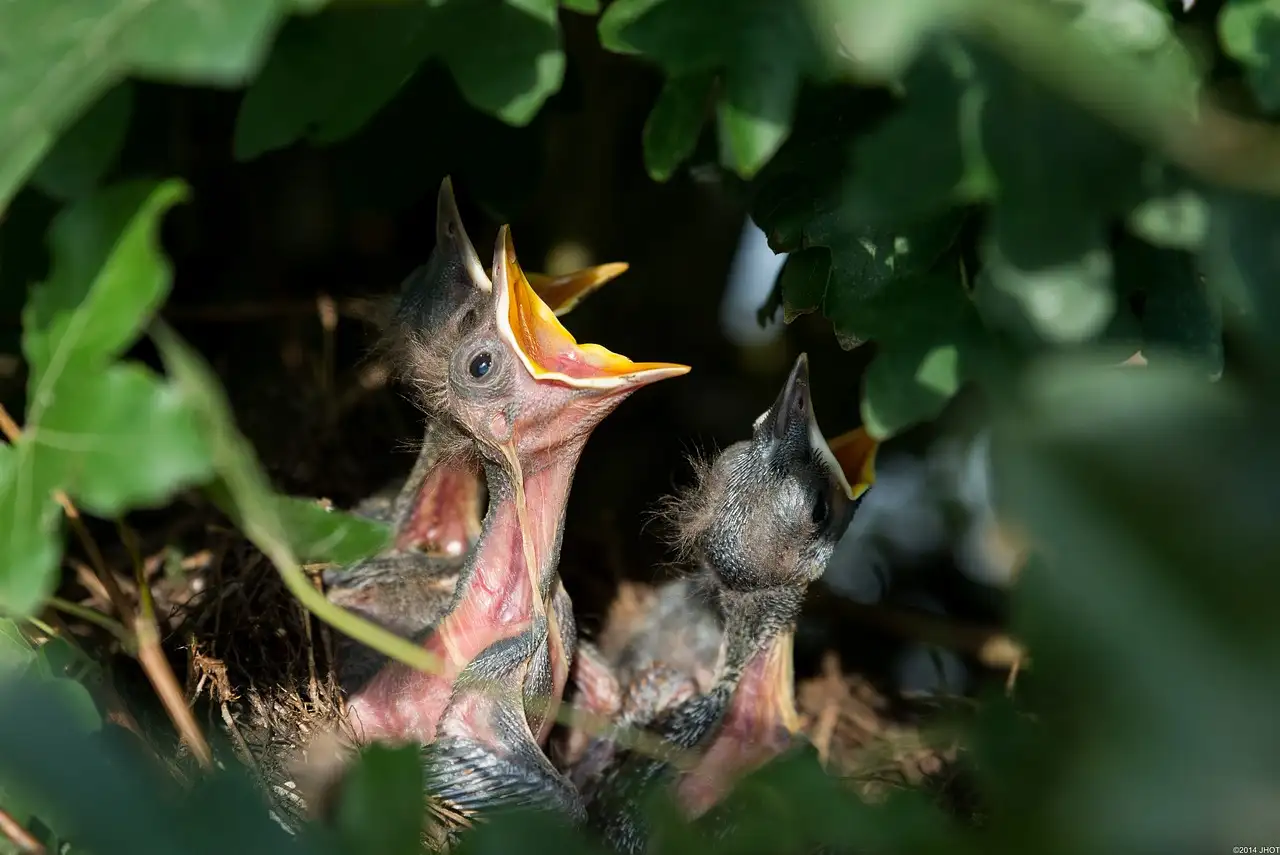 Hoe onderscheiden merels en lijsters zich van andere vogels?