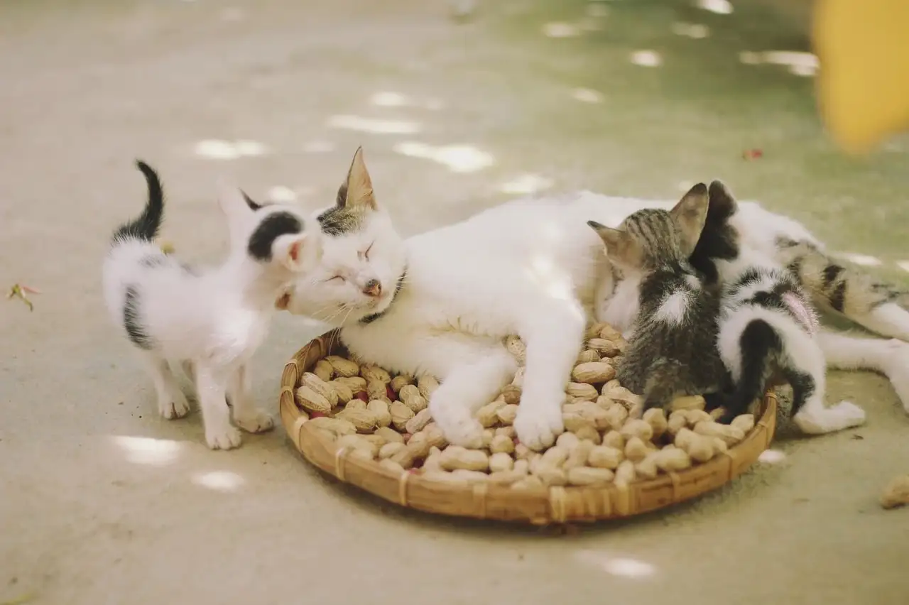 Hoe overleefden katten vervolging en bijgeloof?