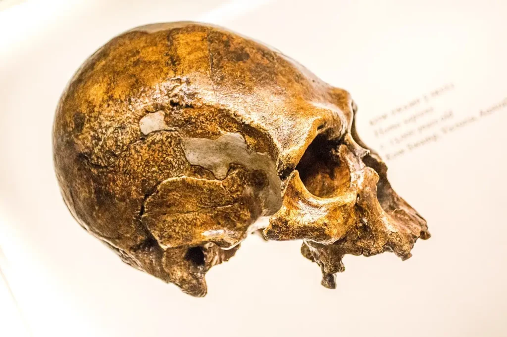 Hoe tonen genetische studies Neanderthaler-mens kruising aan?
