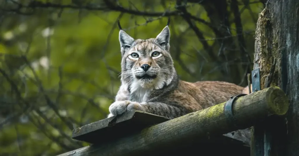 Hoe verdedigen lynxen hun territorium effectief?