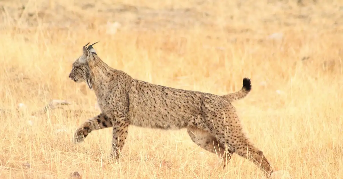 Hoe verdedigen lynxen hun territorium effectief?