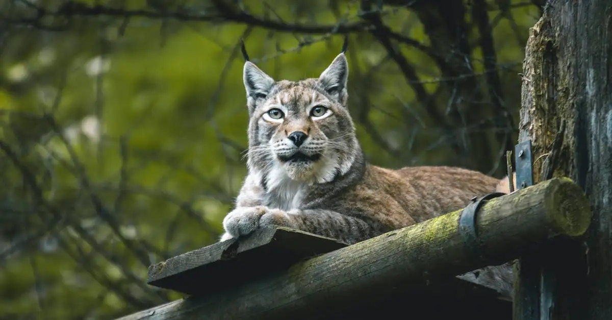 Hoe verdedigen lynxen hun territorium effectief?