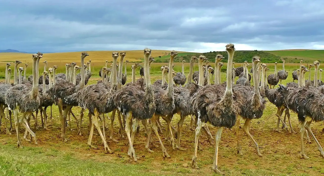 Hoe verdedigen struisvogels zich tegen hun roofdieren?