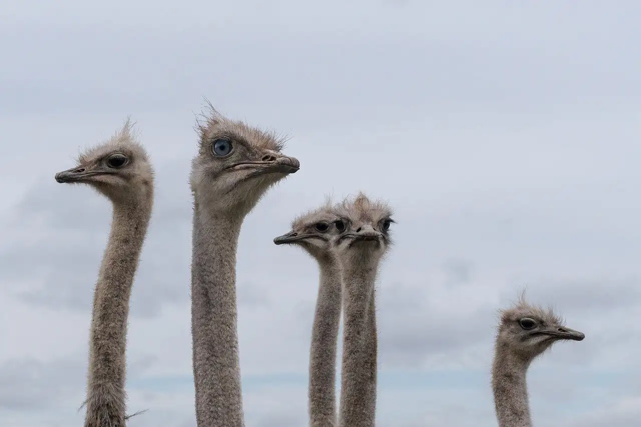 Hoe verdedigen struisvogels zich tegen hun roofdieren?