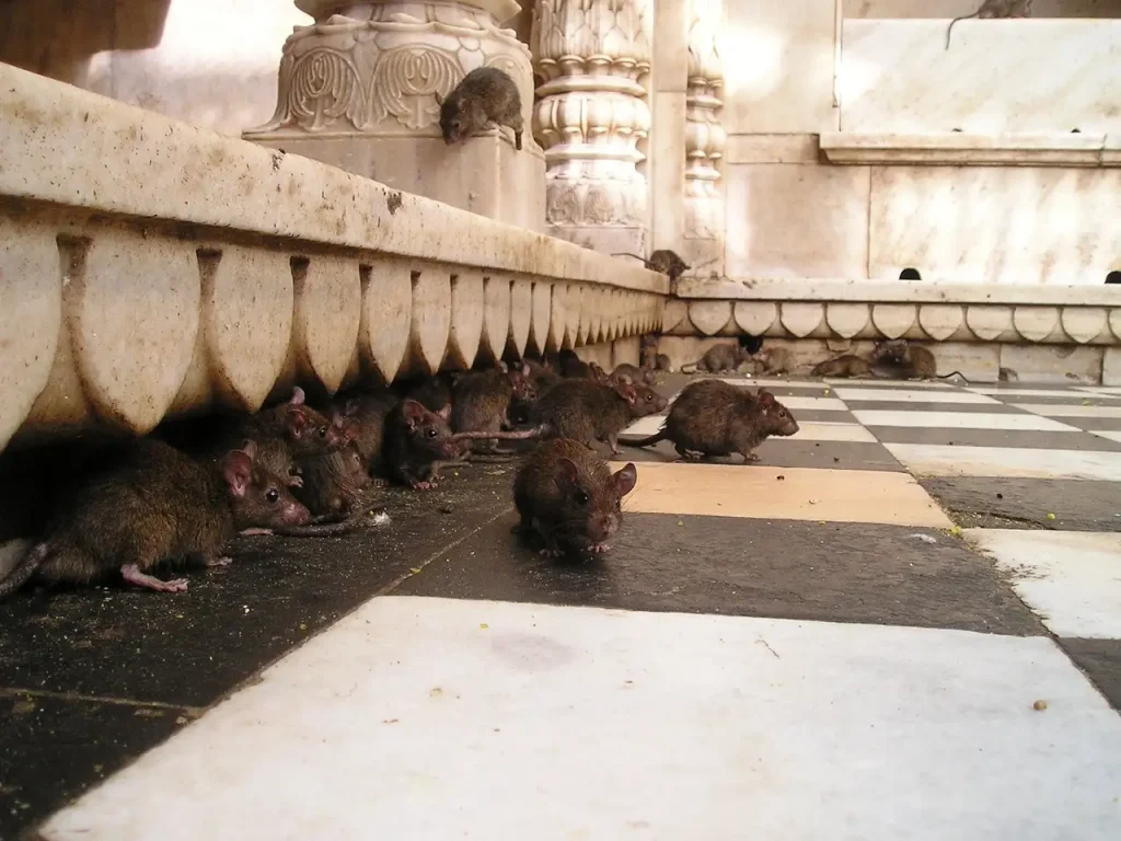 Hoe verjag je ratten effectief met peperpoeder?