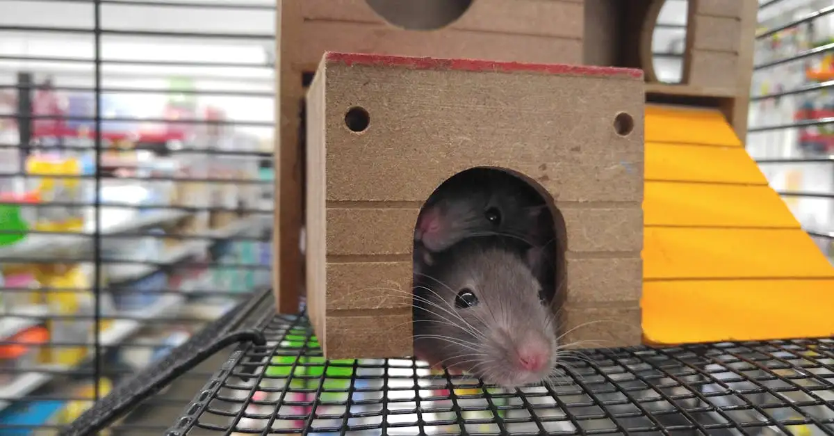 Hoe verjag je ratten effectief met peperpoeder?