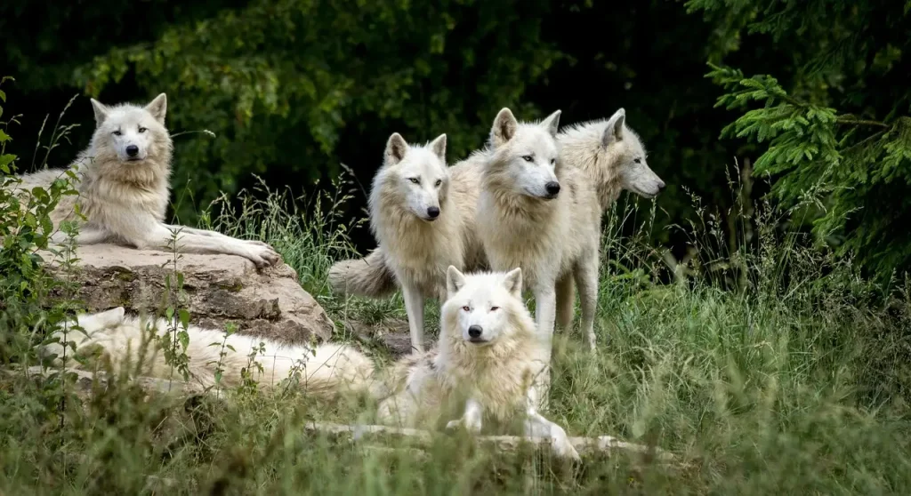 Hoe verschillen honden genetisch van wolven?