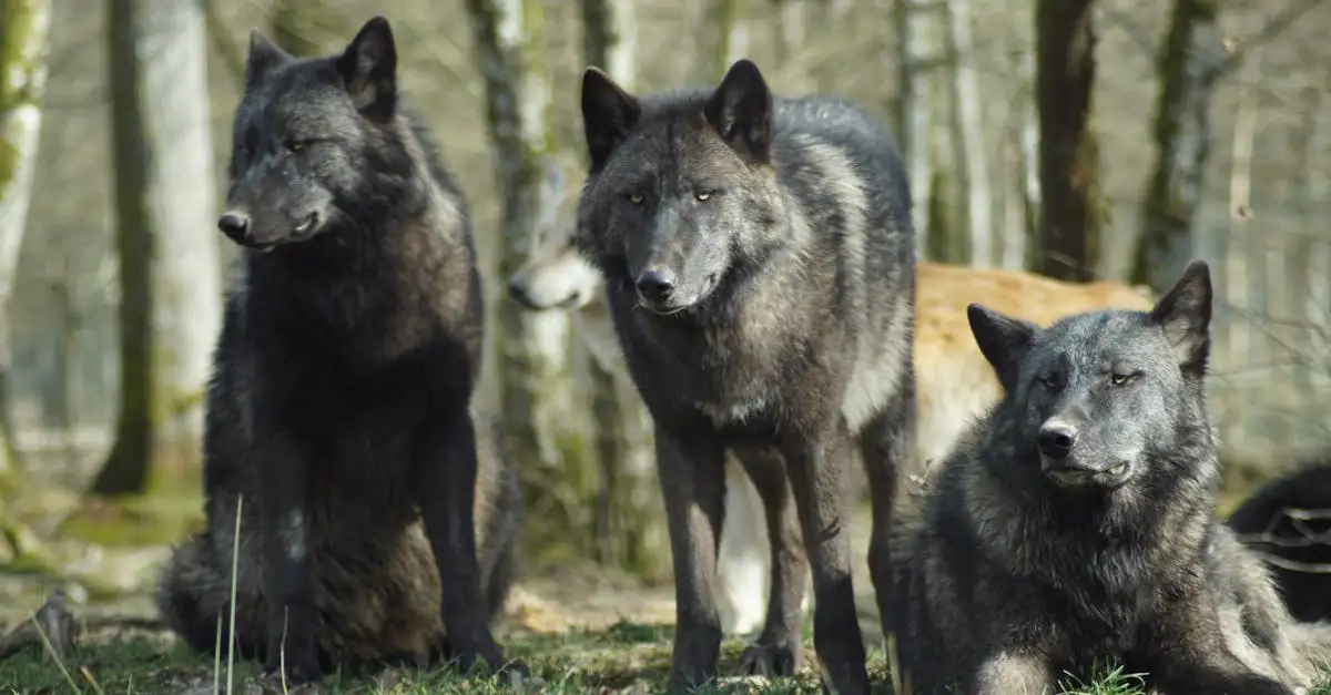 Hoe verschillen honden genetisch van wolven?