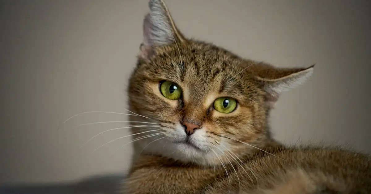 Hoe verzorg je de vacht van je kat het beste?
