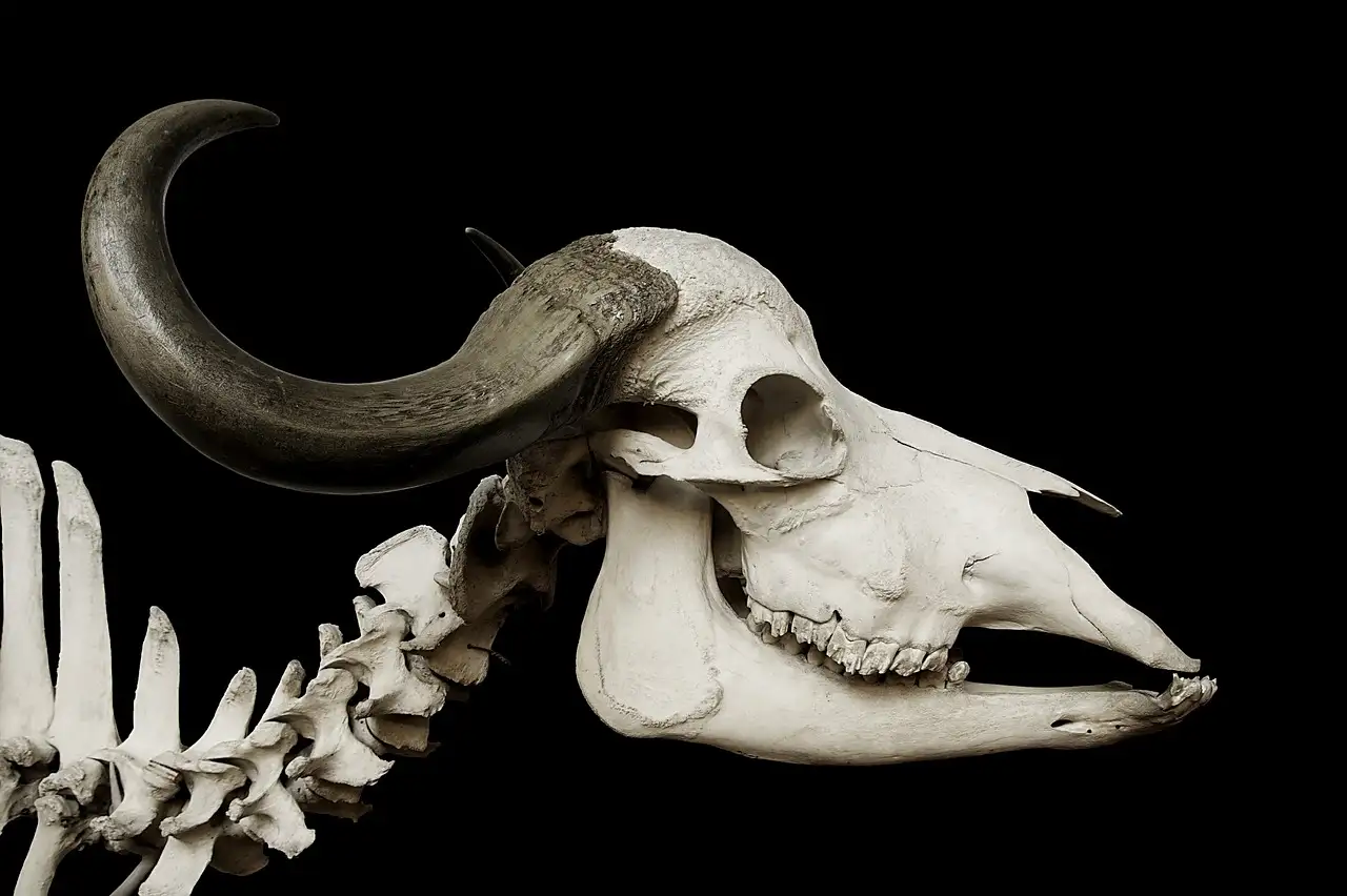Hoe werd skeleton heringevoerd op de Winterspelen?