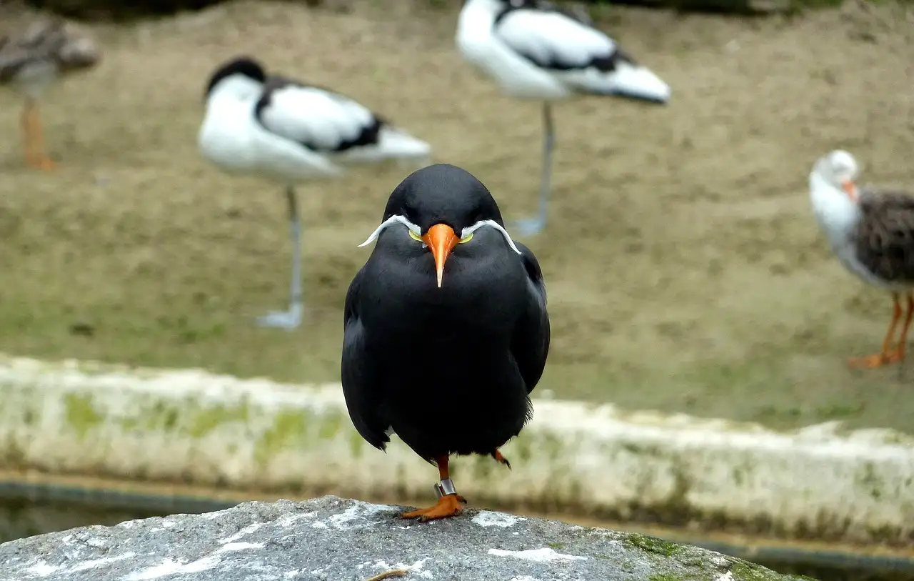 Kunnen vogels echt geuren waarnemen? Ontdek het hier!