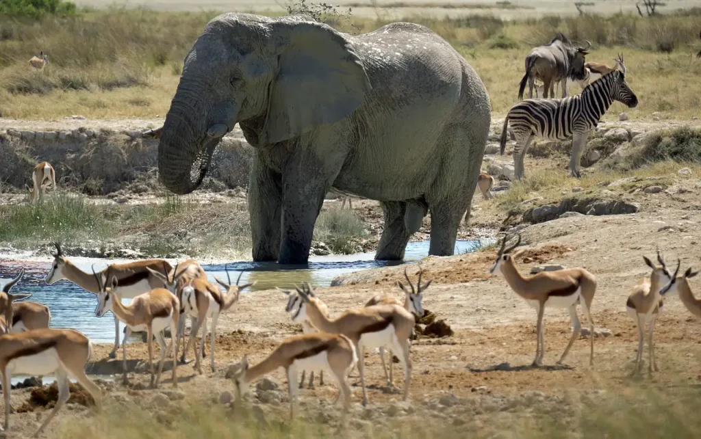 Waar de Big Five spotten in Chobe National Park?