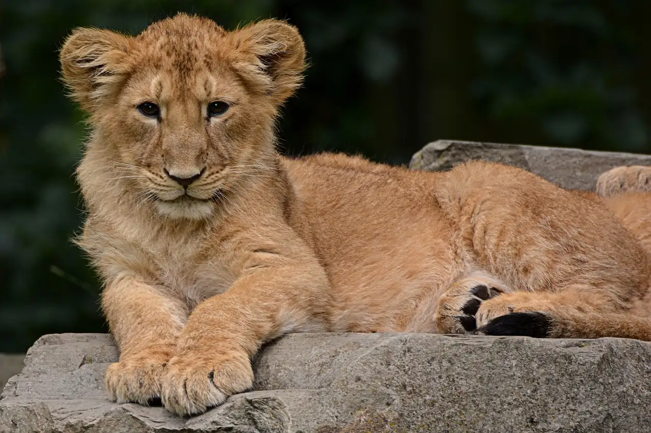 Waar de Big Five spotten in Chobe National Park?