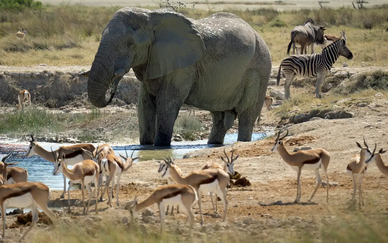 Waar de Big Five spotten in Chobe National Park?