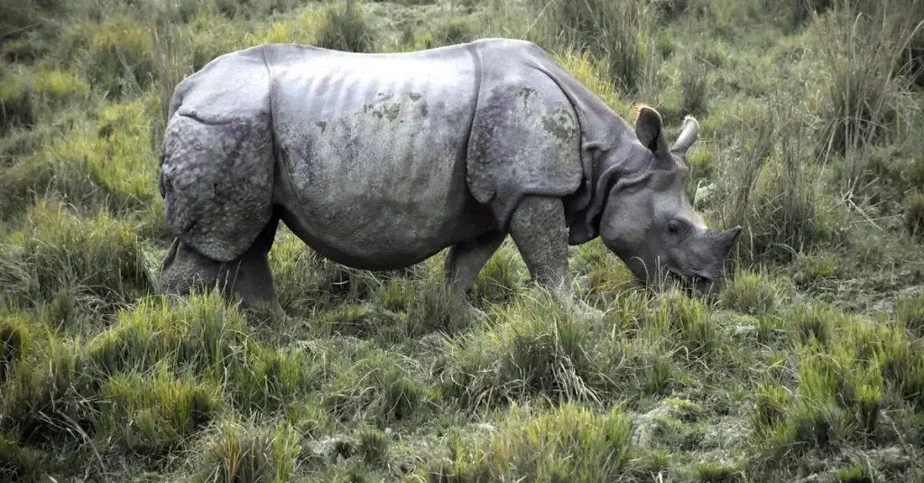 Waar ligt het beroemde Kaziranga National Park?