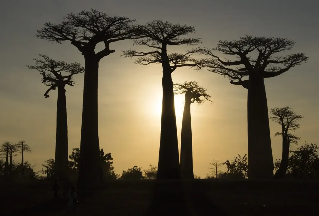 Waar vind je de baobabbomen in Madagaskar?