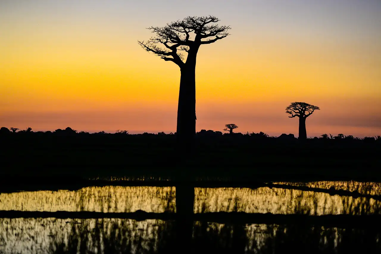 Waar vind je de baobabbomen in Madagaskar?