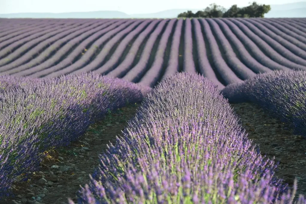 Waar zijn de mooiste lavendelvelden om te wandelen in Provence?