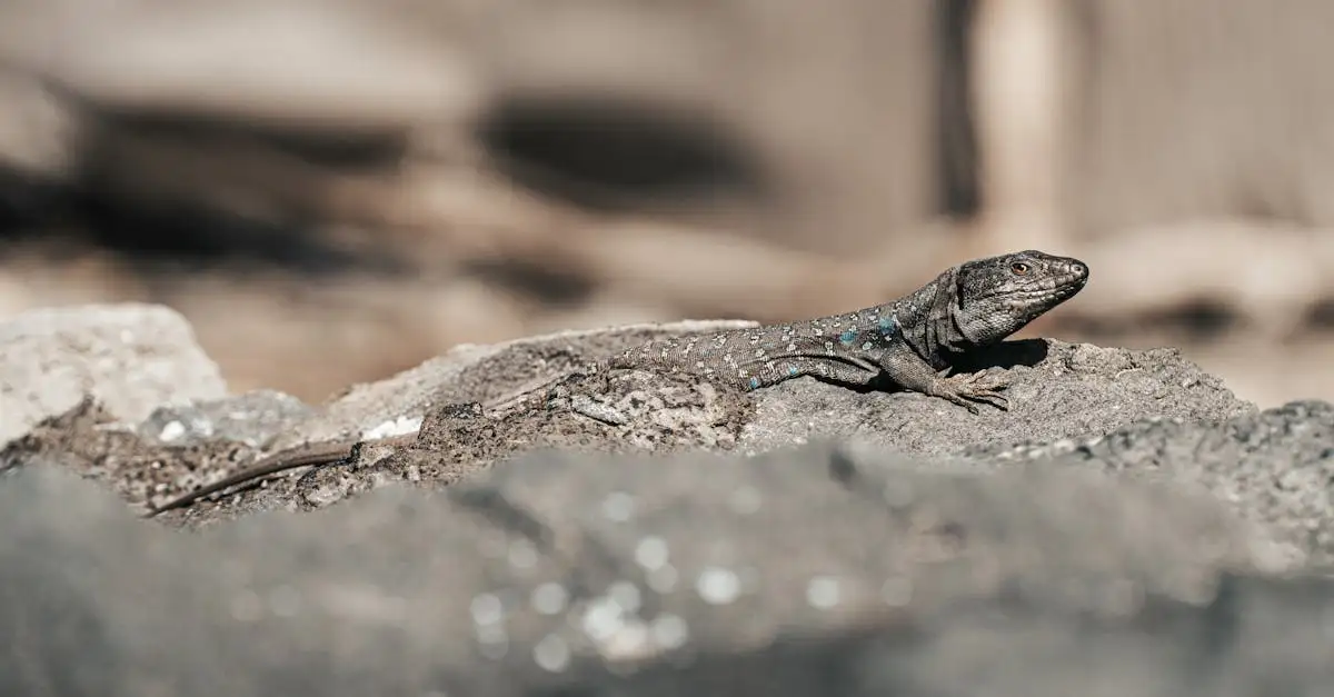 Waarom hebben dieren camouflage nodig voor overleving?