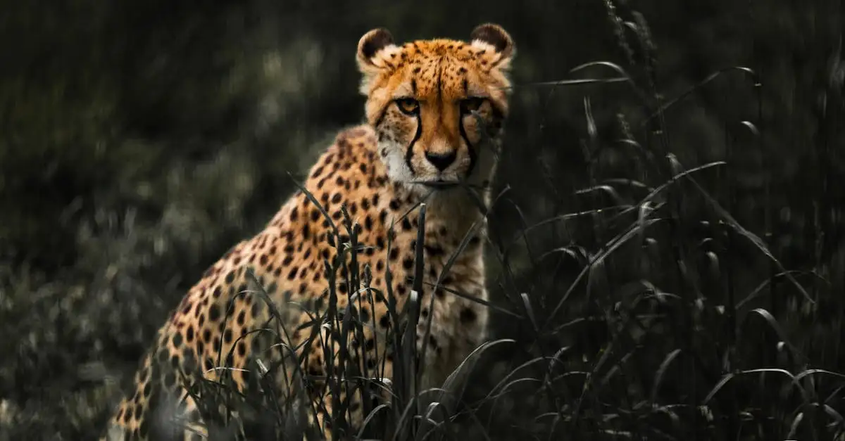 Waarom hebben dieren camouflage nodig voor overleving?