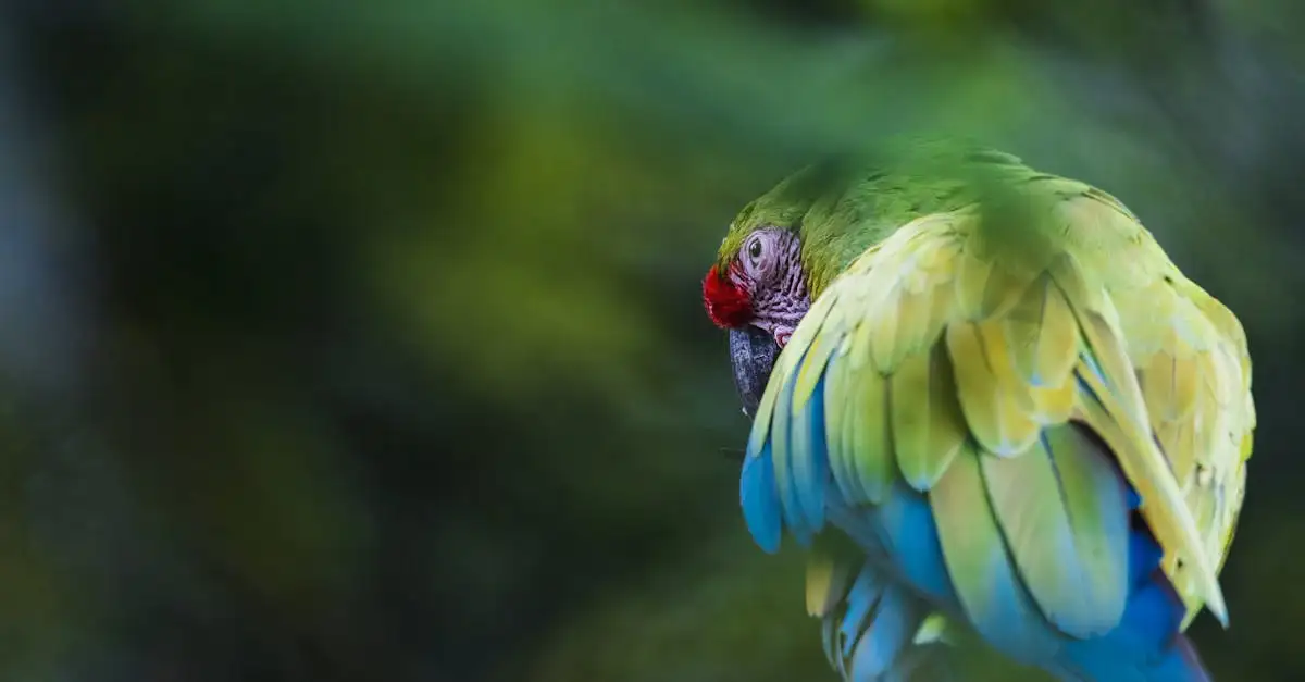 Waarom is Puerto Maldonado de toegangspoort tot de Amazone?