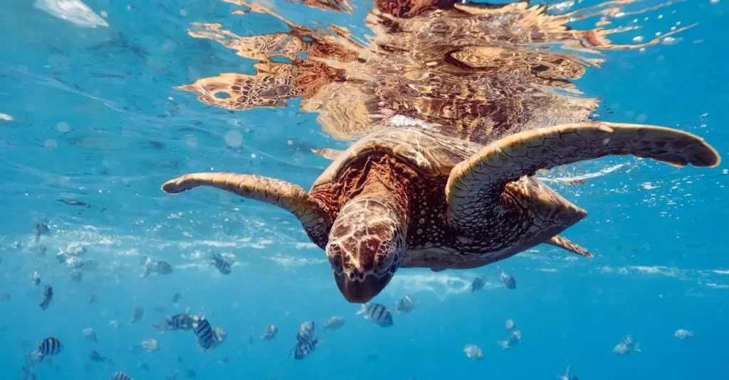Waarom is snorkelen bij Ningaloo Reef zo bijzonder?