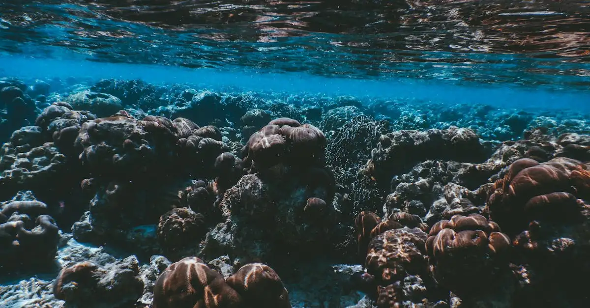 Waarom is snorkelen bij Ningaloo Reef zo bijzonder?